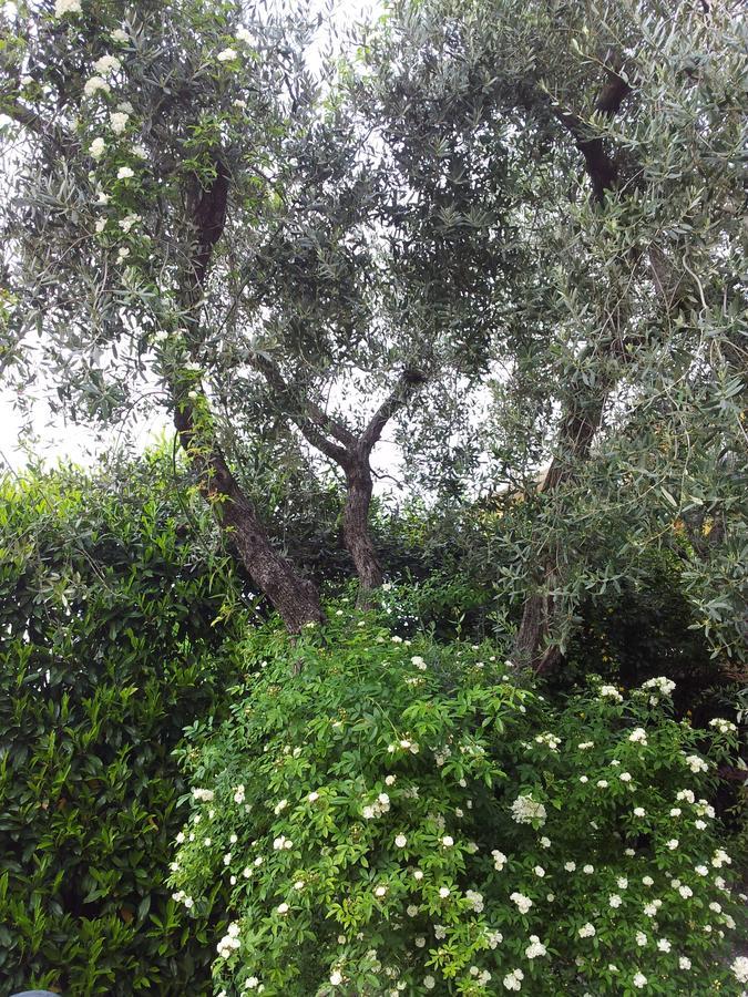 Debora Maison B&B Colombare Di Sirmione Eksteriør billede